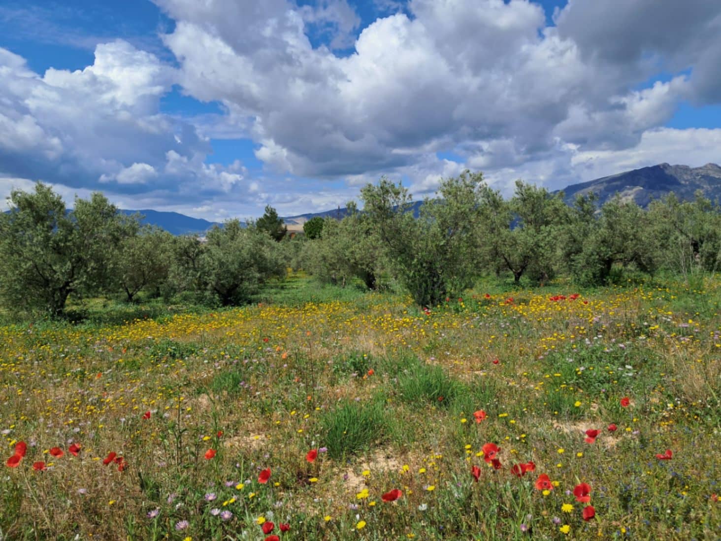 2 soverom Finca/Herregård til salgs i Millena med svømmebasseng garasje - € 140 000 (Ref: 9416200)