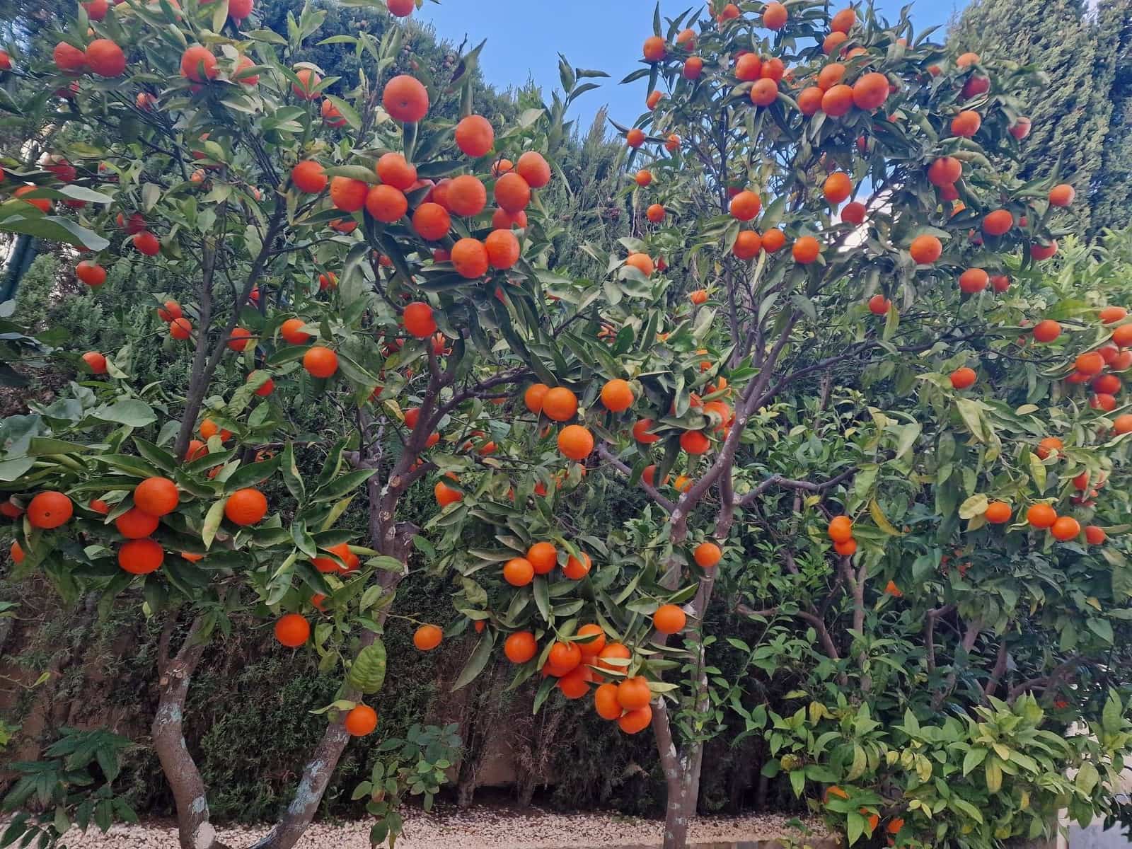 6 slaapkamer Villa te koop in Cumbre del Sol met zwembad - € 716.000 (Ref: 9406684)