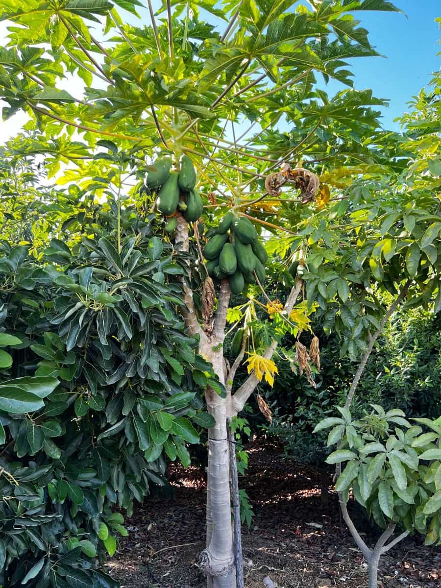 3 soverom Hus til salgs i Nerja med svømmebasseng garasje - € 465 000 (Ref: 7859443)