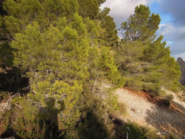 Undeveloped Land for sale in Altea - € 1,150,000 (Ref: 9146722)