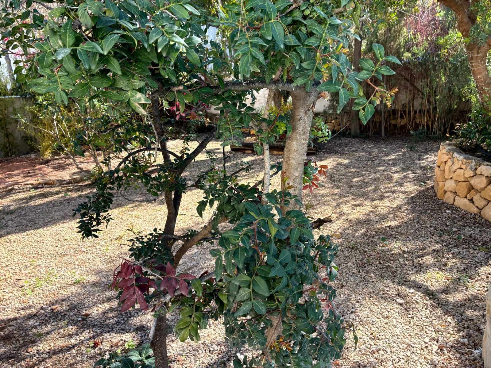 5 soveværelse Villa til leje i Altea med swimmingpool garage - € 3.000 (Ref: 9371704)