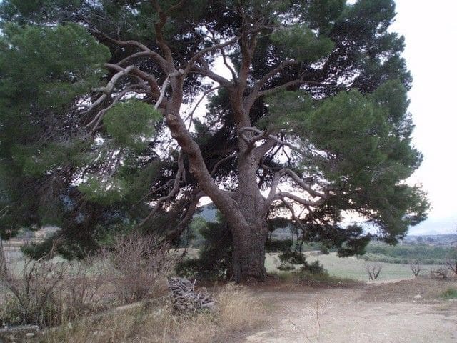 15 bedroom Finca/Country House for sale in La Torre de les Macanes - € 1,000,000 (Ref: 9598626)