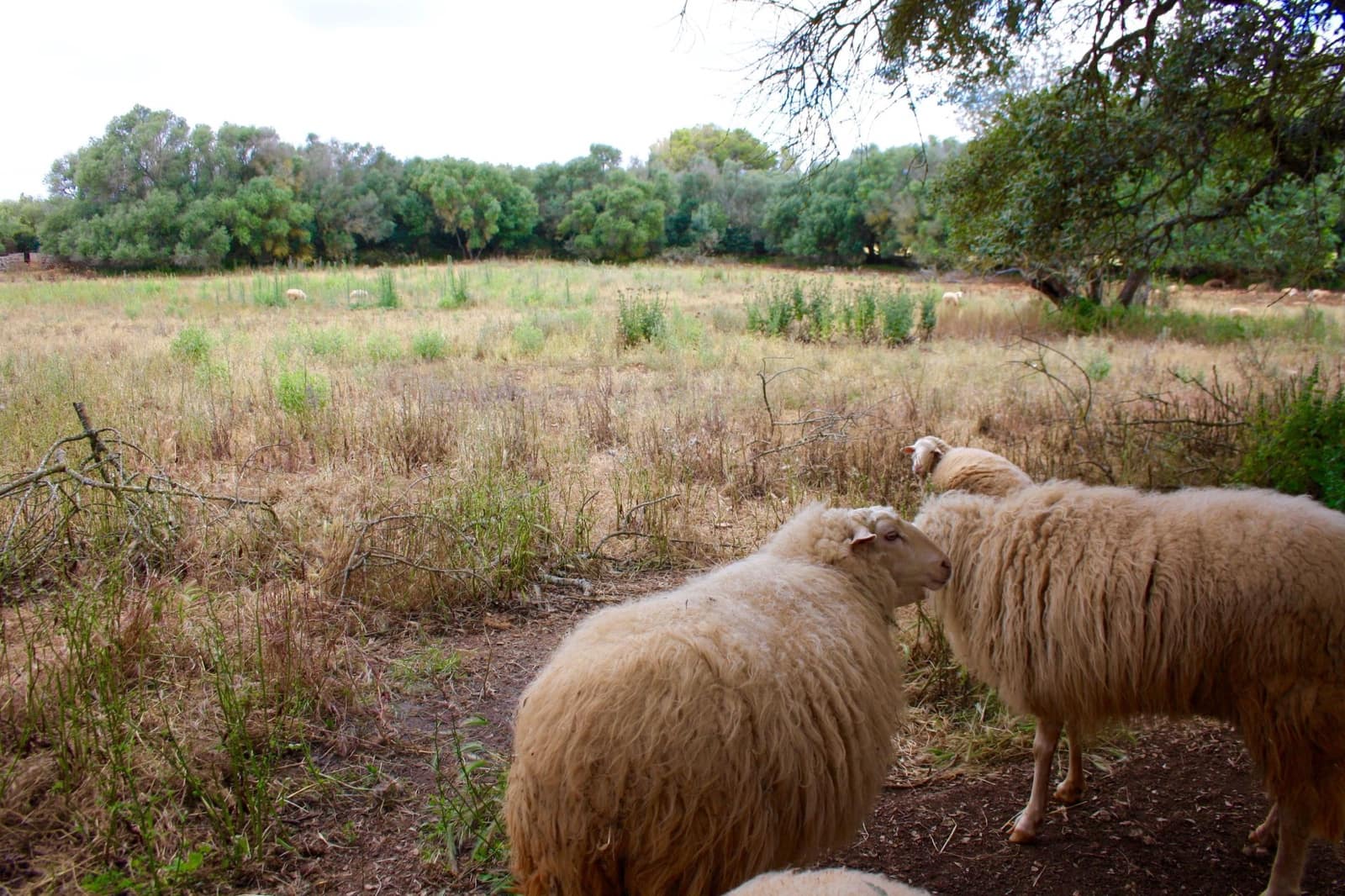 7 soveværelse Finca/Landehus til salg i Algaida - € 3.400.000 (Ref: 7886337)