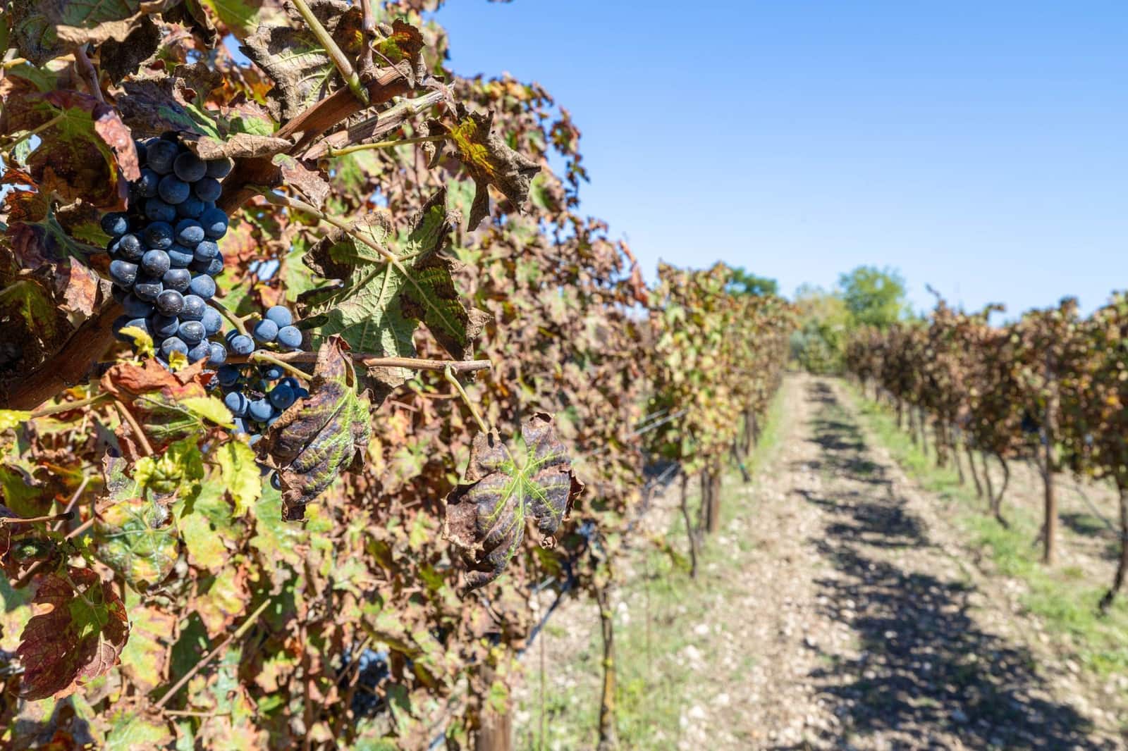 4 slaapkamer Finca/Landhuis te koop in Alcudia - € 4.200.000 (Ref: 9296315)