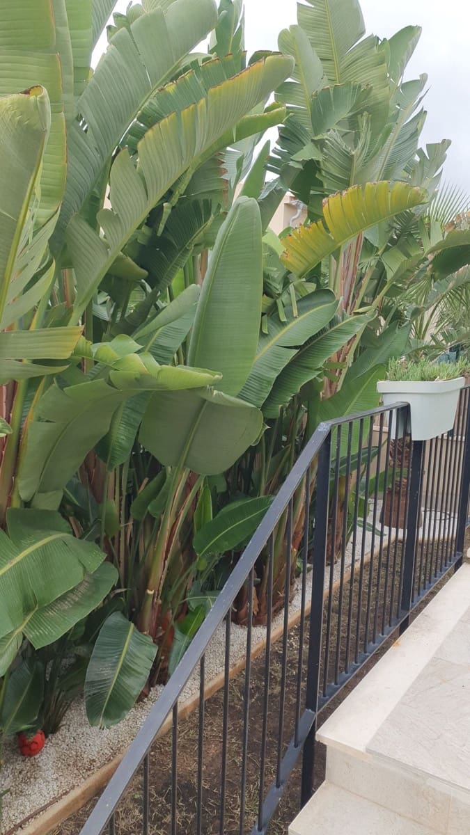 4 soveværelse Villa til salg i Sa Cabaneta / La Cabaneta med swimmingpool - € 869.000 (Ref: 9449722)