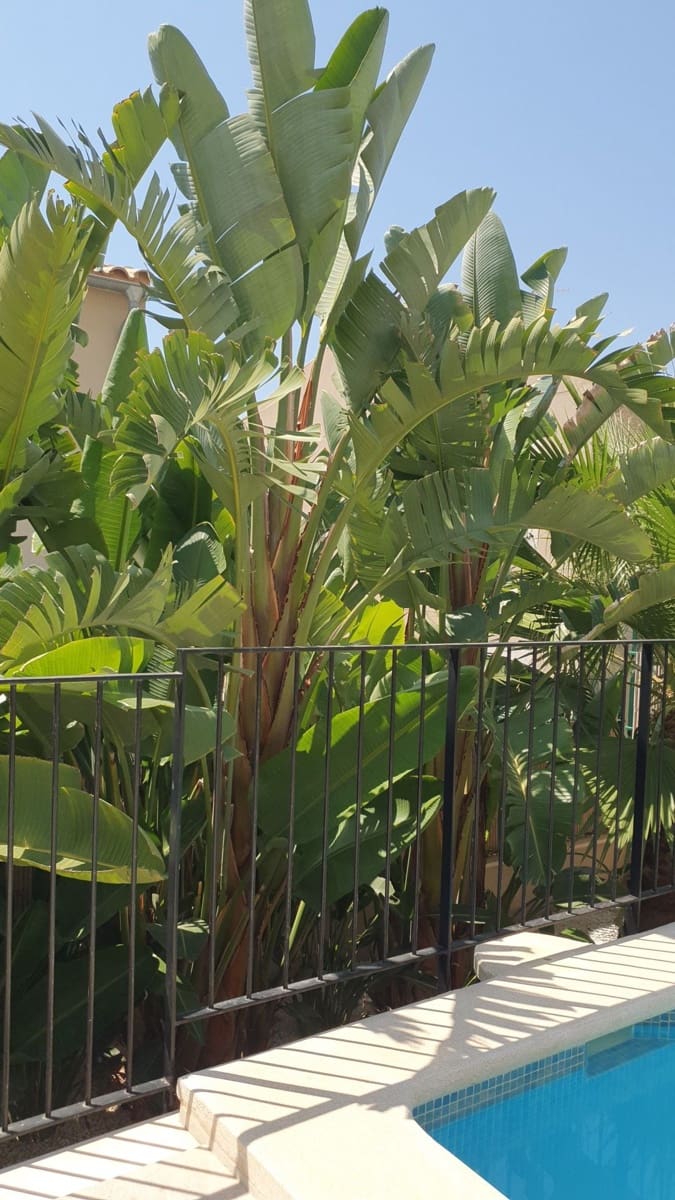 4 soveværelse Villa til salg i Sa Cabaneta / La Cabaneta med swimmingpool - € 869.000 (Ref: 9449722)