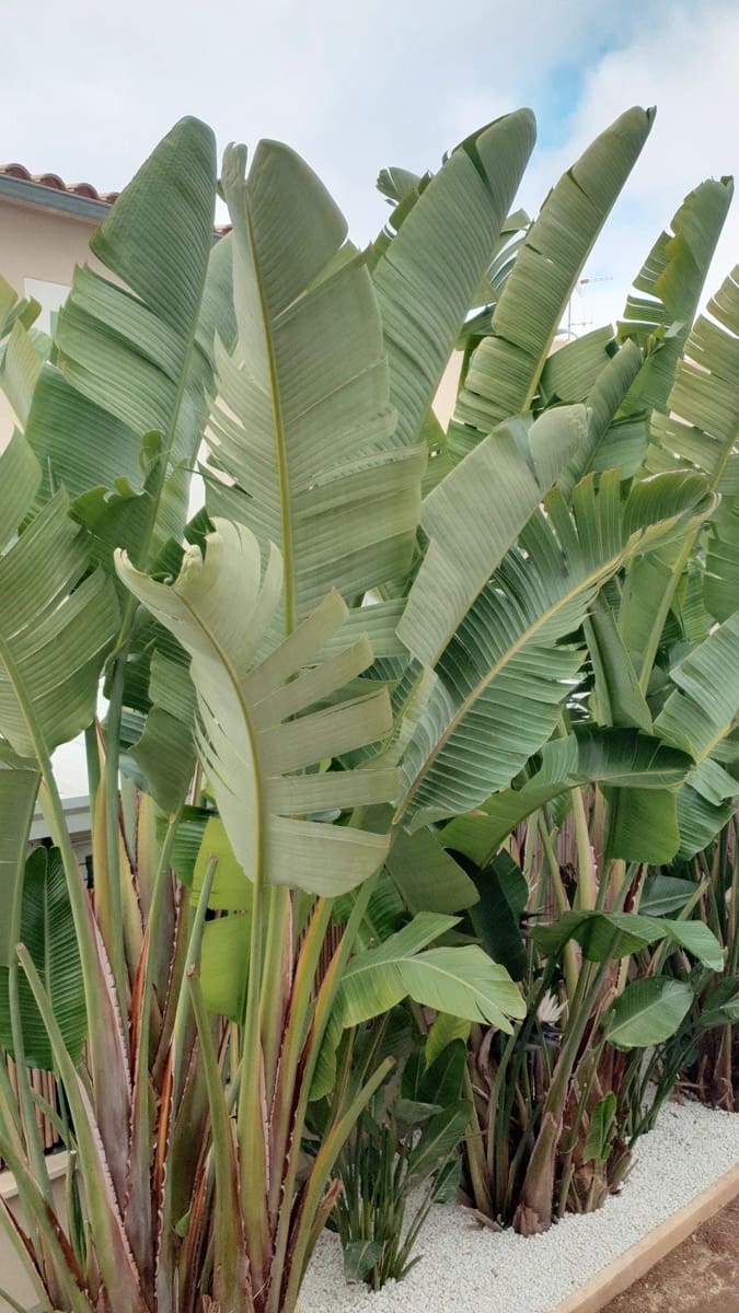 4 soveværelse Villa til salg i Sa Cabaneta / La Cabaneta med swimmingpool - € 869.000 (Ref: 9449722)