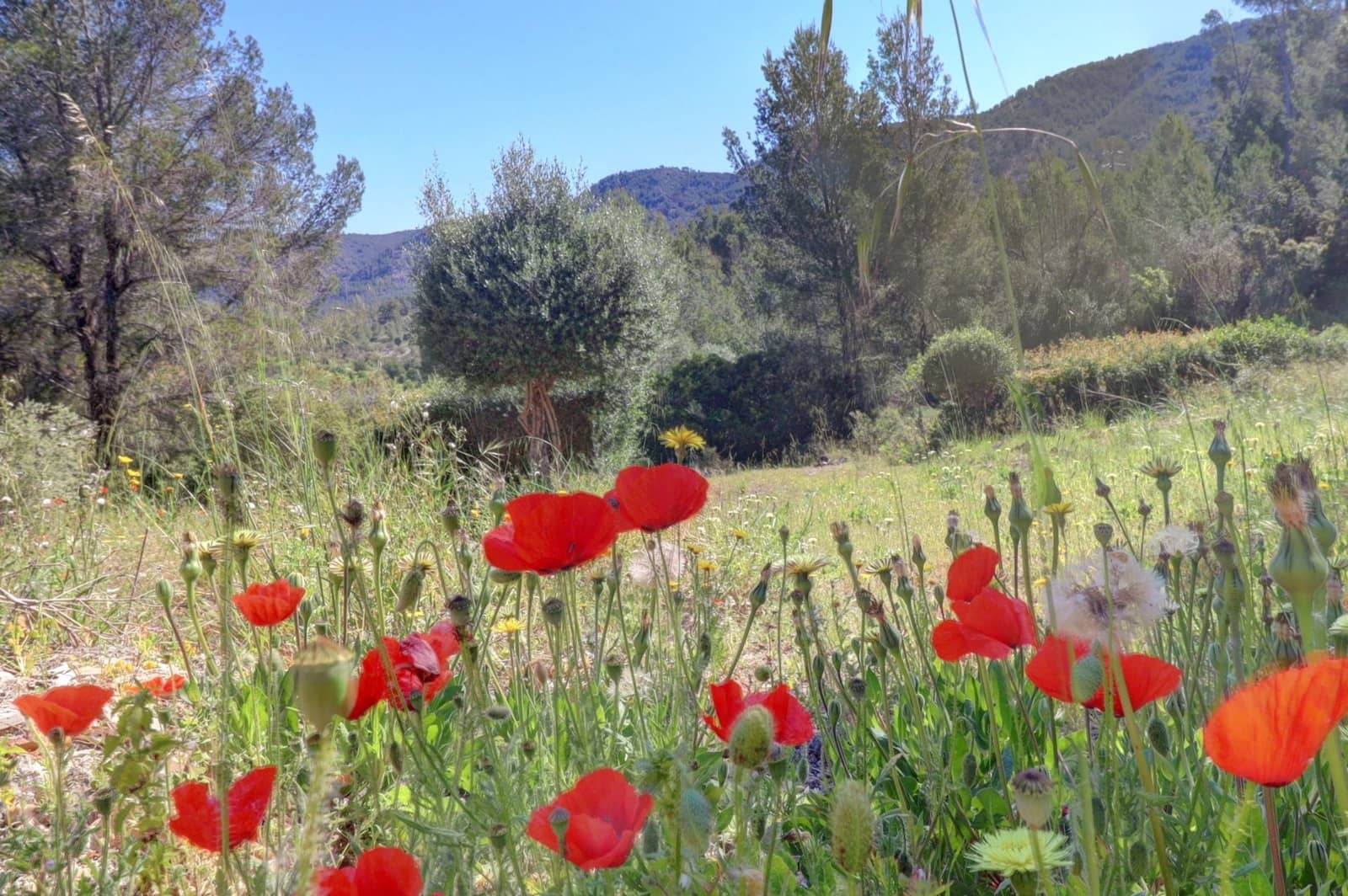 4 quarto Moradia para venda em Calvia com piscina - 2 650 000 € (Ref: 9782864)