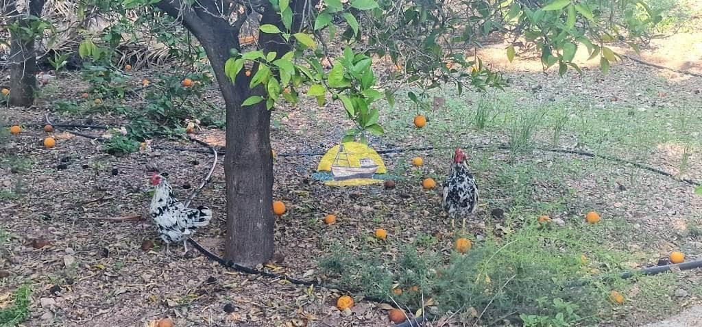 4 soveværelse Villa til salg i Totana med swimmingpool - € 222.000 (Ref: 7640174)