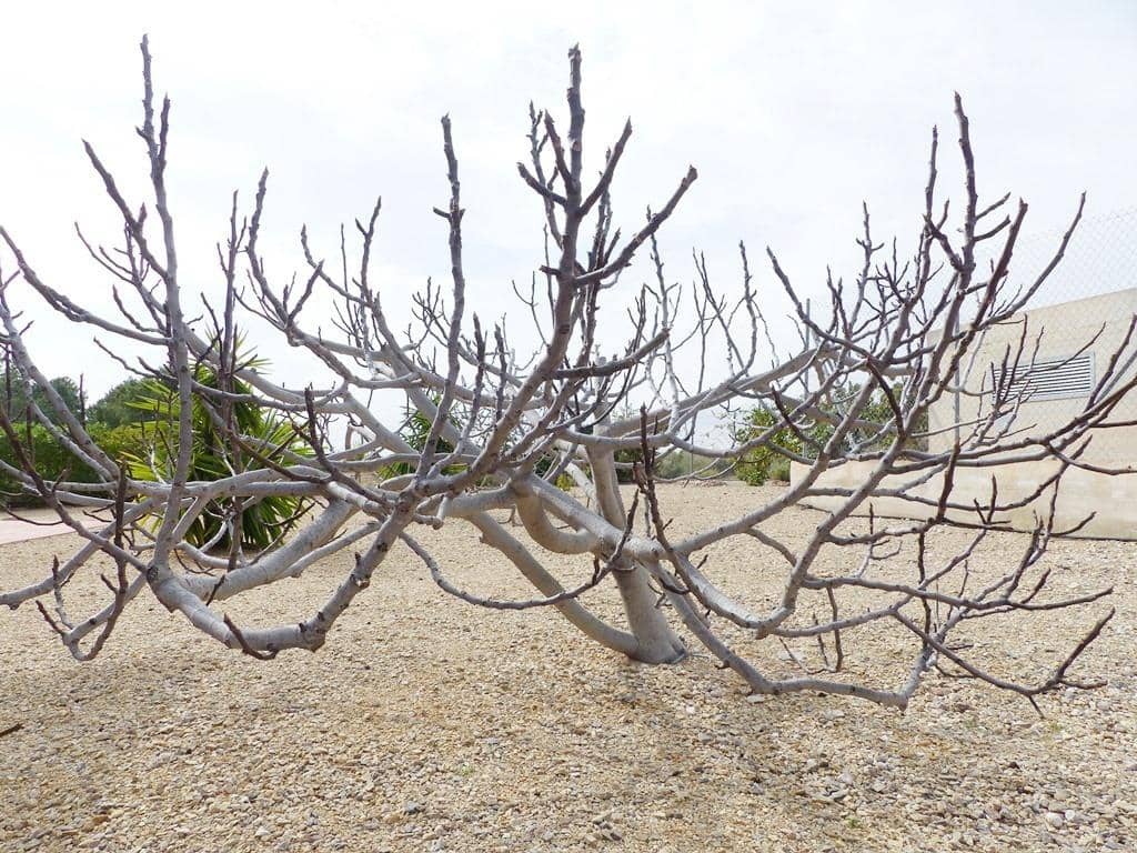 4 soverom Finca/Herregård til salgs i Totana med svømmebasseng garasje - € 325 000 (Ref: 9390684)