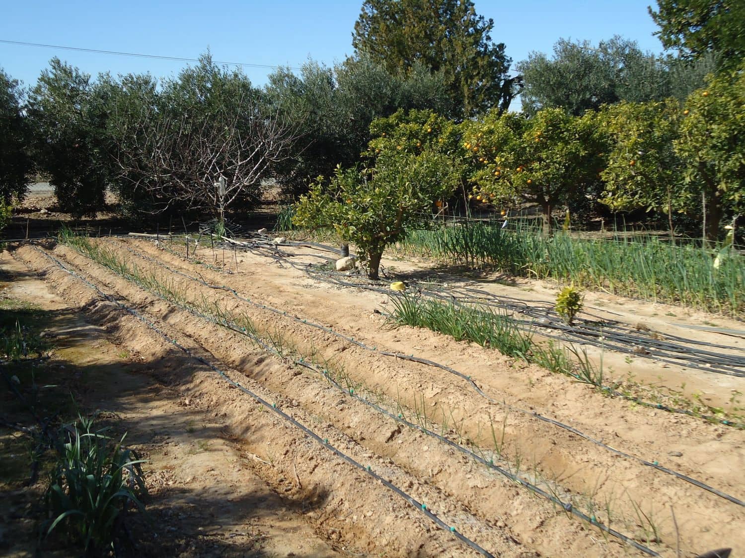 Teren niezagospodarowany na sprzedaż w Torre-Pacheco - 117 000 € (Ref: 9420708)