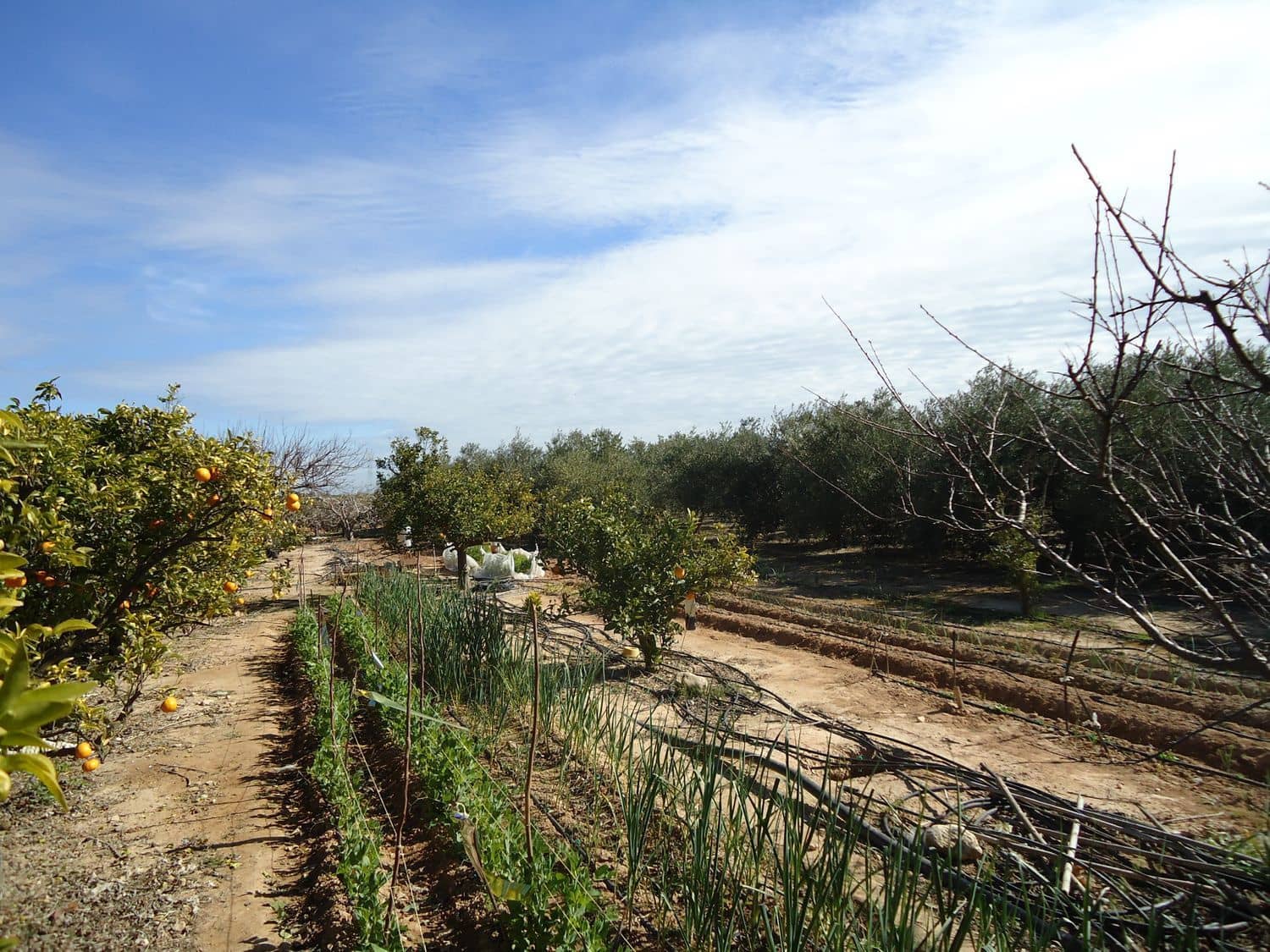 Teren niezagospodarowany na sprzedaż w Torre-Pacheco - 117 000 € (Ref: 9420708)