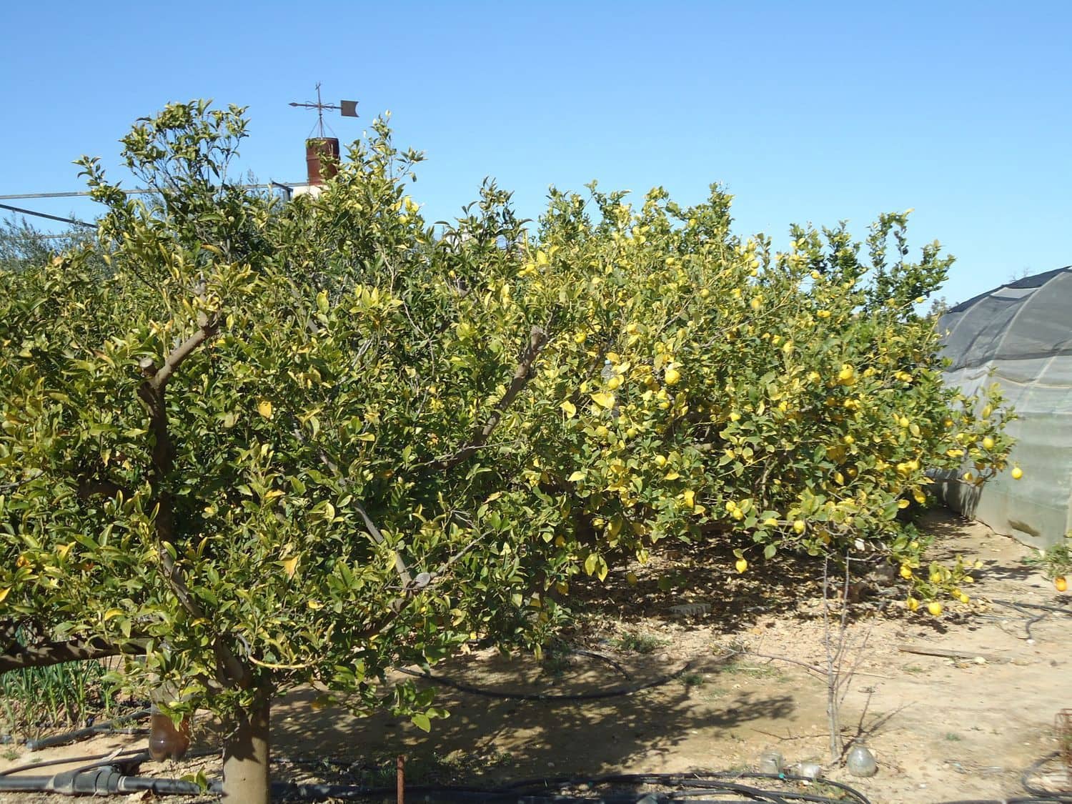 Teren niezagospodarowany na sprzedaż w Torre-Pacheco - 117 000 € (Ref: 9420708)