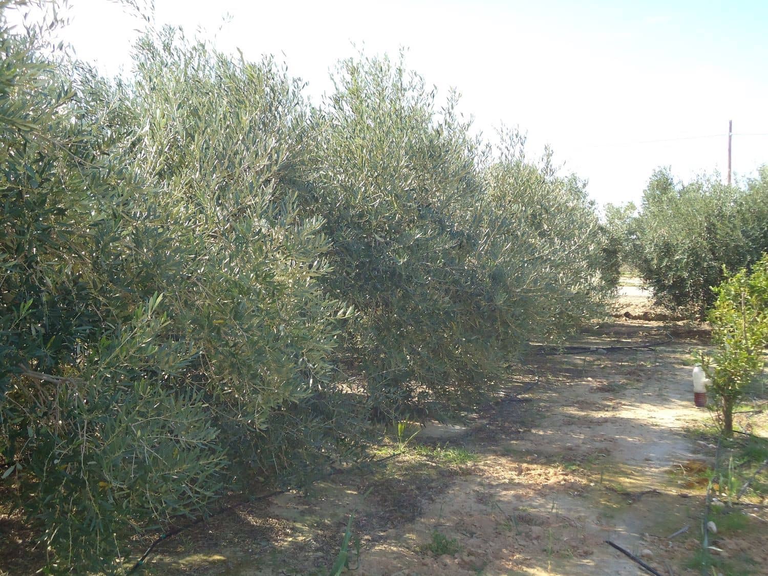 Teren niezagospodarowany na sprzedaż w Torre-Pacheco - 117 000 € (Ref: 9420708)