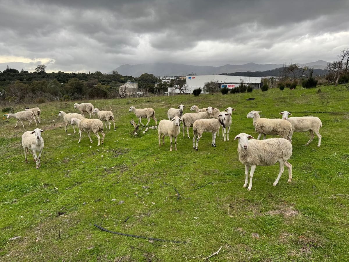 Chalet de 4 habitaciones en Guadalmansa en venta con piscina - 1.410.500 € (Ref: 9590637)