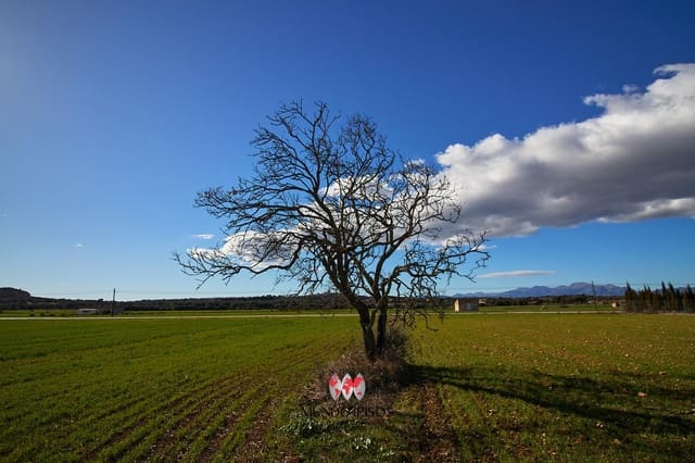 Grond te koop in María de la Salud / María de la Salut - € 319.000 (Ref: 8107420)