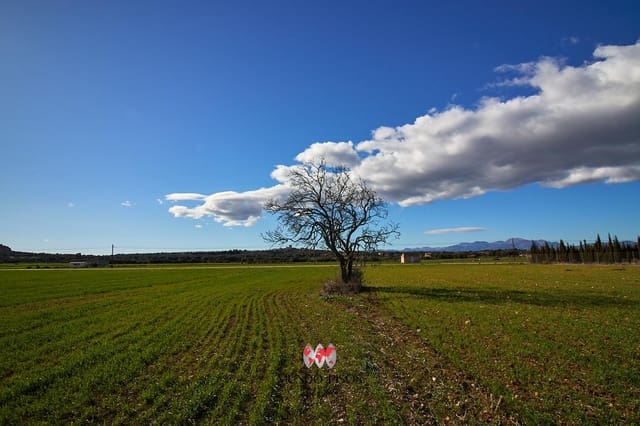 Grond te koop in María de la Salud / María de la Salut - € 319.000 (Ref: 8107420)