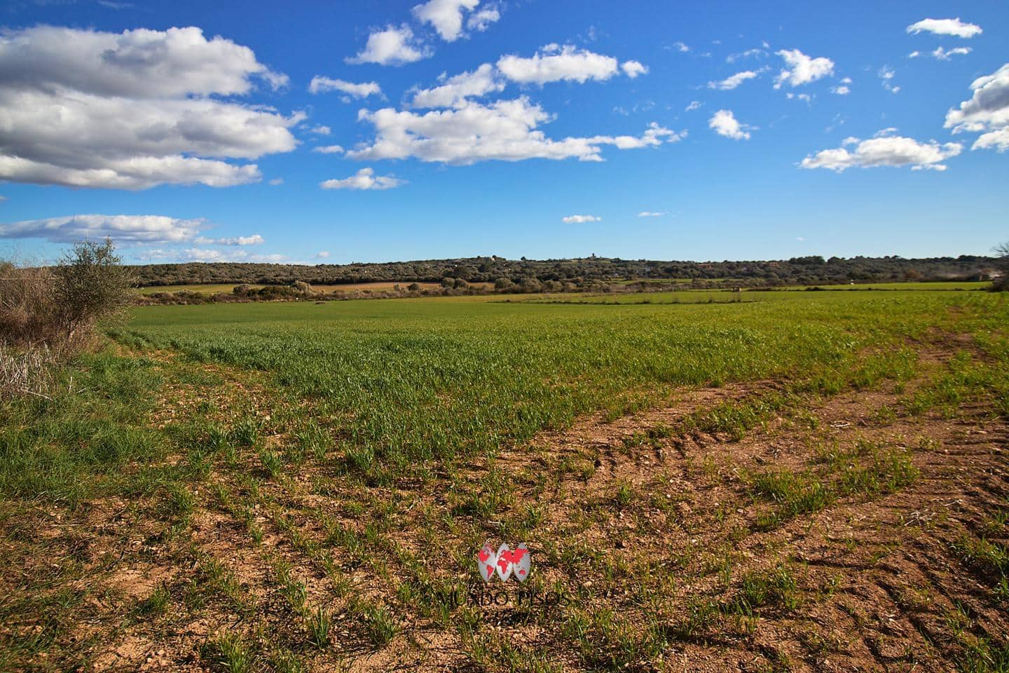 Grunde uden byggetilladelser til salg i Maria de la Salud / Maria de la Salut - € 319.000 (Ref: 8107420)