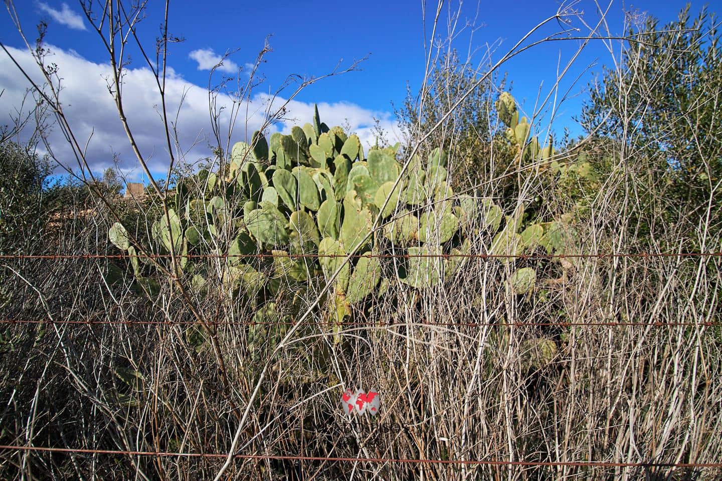 Grunde uden byggetilladelser til salg i Maria de la Salud / Maria de la Salut - € 319.000 (Ref: 8107420)