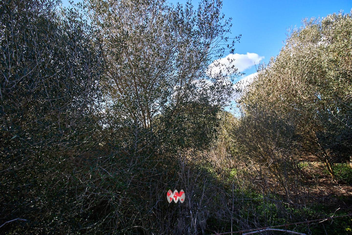 Grunde uden byggetilladelser til salg i Maria de la Salud / Maria de la Salut - € 319.000 (Ref: 8107420)