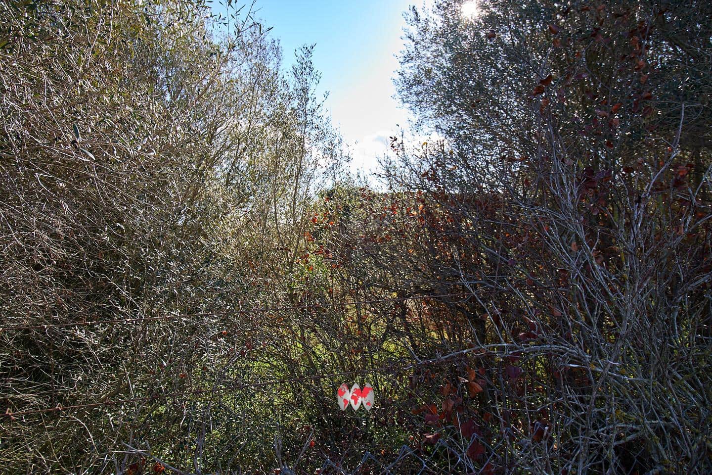 Grunde uden byggetilladelser til salg i Maria de la Salud / Maria de la Salut - € 319.000 (Ref: 8107420)