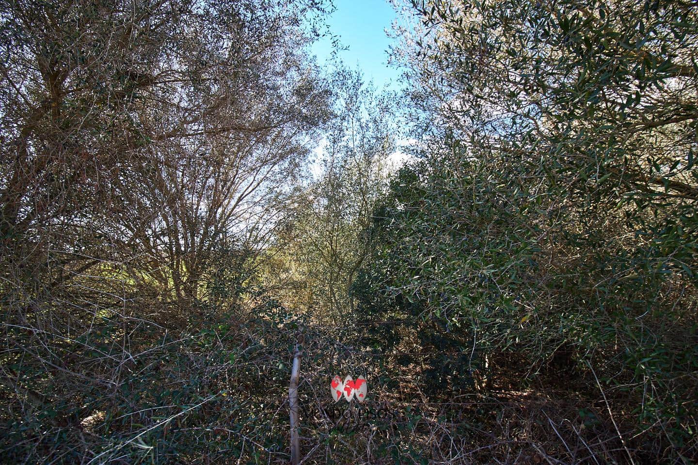 Grunde uden byggetilladelser til salg i Maria de la Salud / Maria de la Salut - € 319.000 (Ref: 8107420)