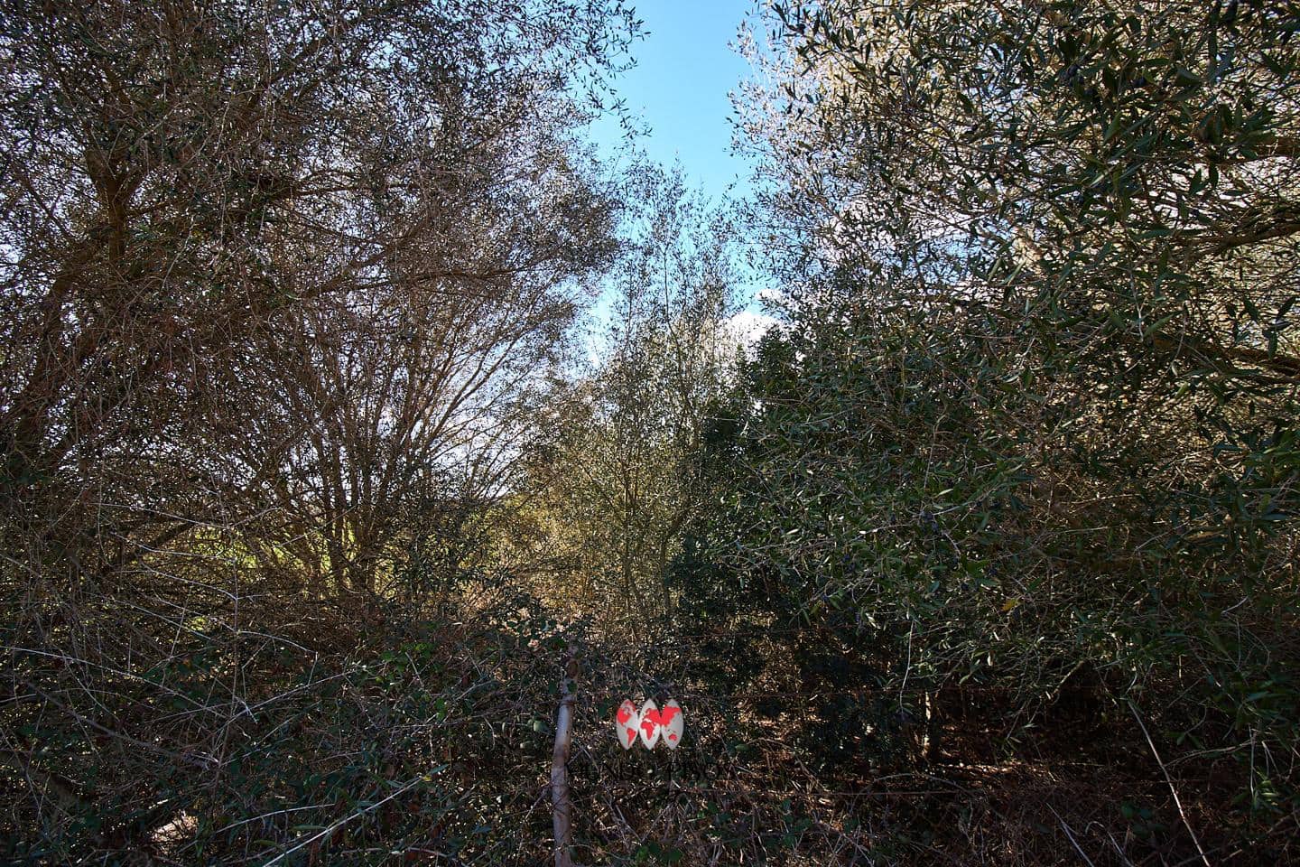 Grunde uden byggetilladelser til salg i Maria de la Salud / Maria de la Salut - € 319.000 (Ref: 8107420)