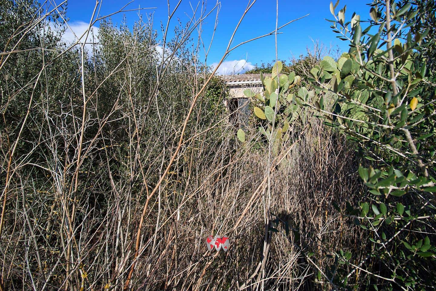 Grunde uden byggetilladelser til salg i Maria de la Salud / Maria de la Salut - € 319.000 (Ref: 8107420)