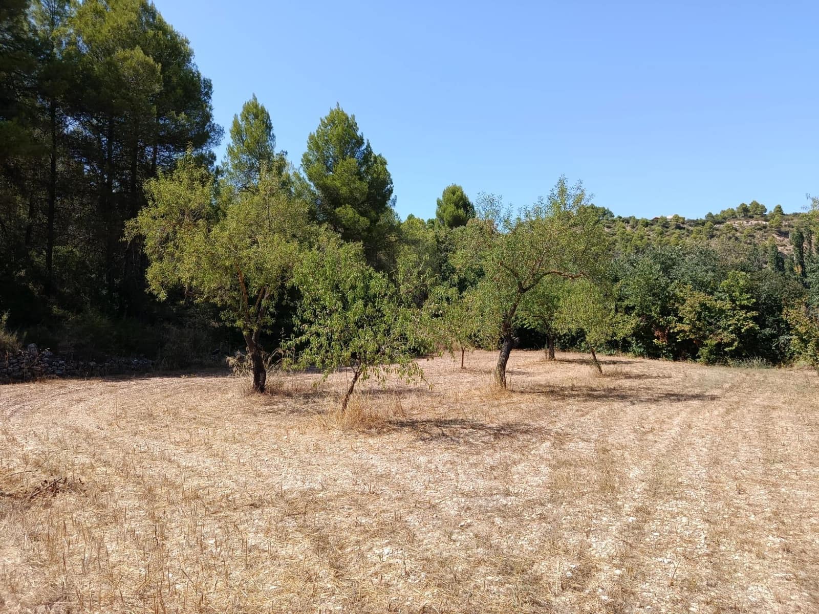 Finca/Casa Rural de 1 habitación en Lledó en venta - 40.000 € (Ref: 10062178)