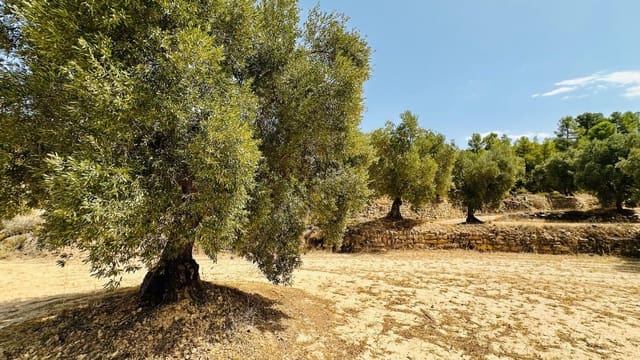 Quinta/Casa Rural para venda em Calaceite - 15 000 € (Ref: 10159877)
