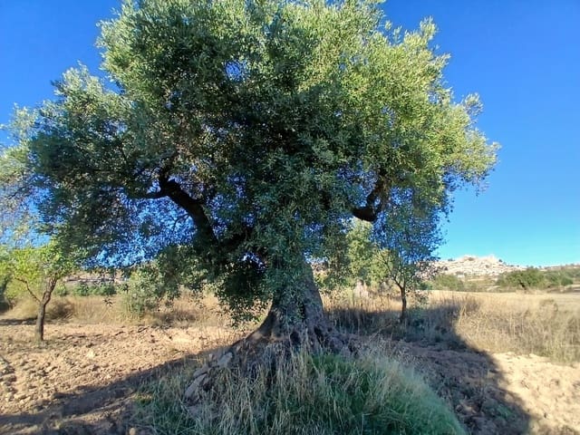 Finca/Herregård til salgs i La Fresneda - € 9 000 (Ref: 10173845)