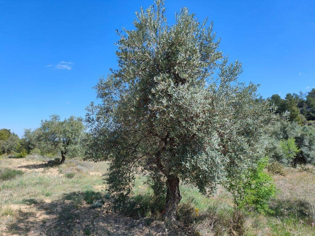 Finca/Herregård til salgs i La Fresneda - € 15 000 (Ref: 9150141)