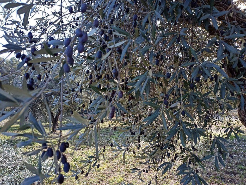 Finca/Herregård til salgs i La Fresneda - € 15 000 (Ref: 9150141)