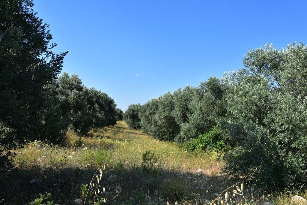 Finca/Herregård til salgs i Cretas - € 45 000 (Ref: 9150150)