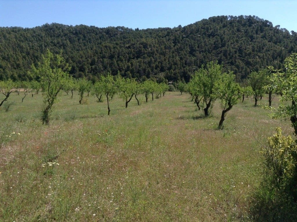 Finca/Landehus til salg i Arens de Lledo - € 39.000 (Ref: 9150158)