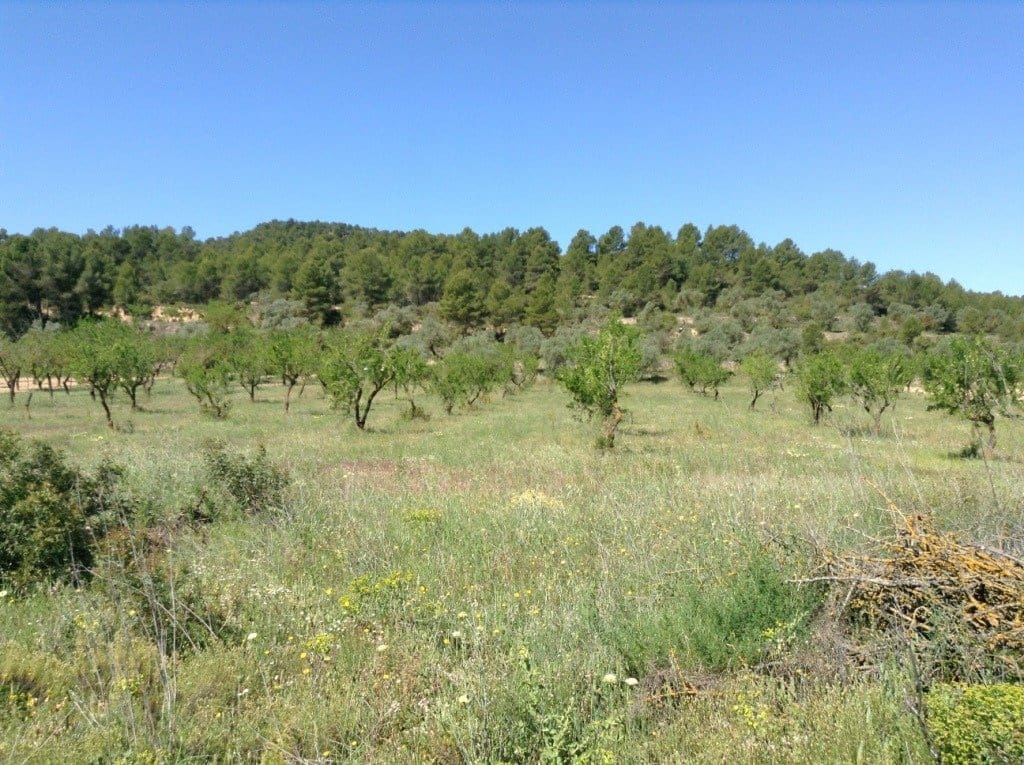 Finca/Landehus til salg i Arens de Lledo - € 39.000 (Ref: 9150158)