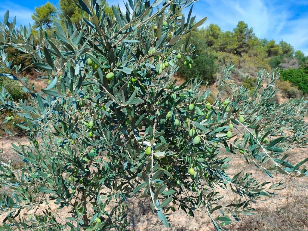 Finca/Landehus til salg i Horta de Sant Joan - € 24.000 (Ref: 9150159)