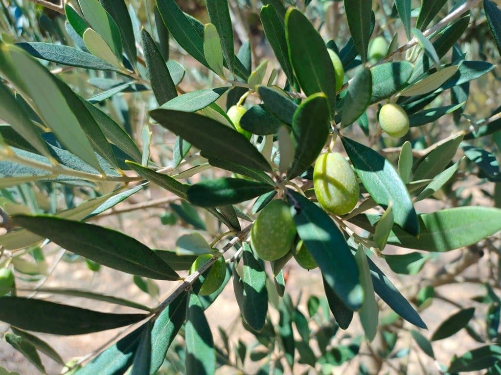 Finca/Landehus til salg i Horta de Sant Joan - € 24.000 (Ref: 9150159)