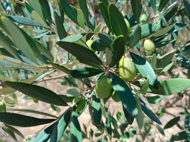 Finca/Landehus til salg i Horta de Sant Joan - € 24.000 (Ref: 9150159)