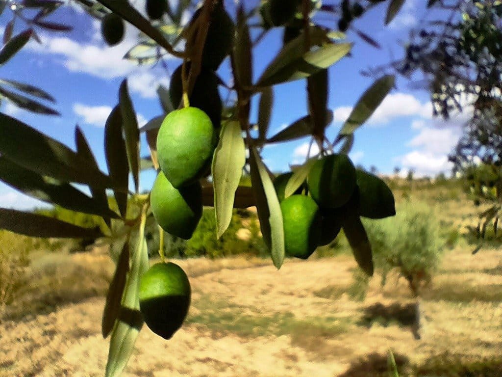 Finca/Herregård til salgs i Cretas - € 80 000 (Ref: 9150174)