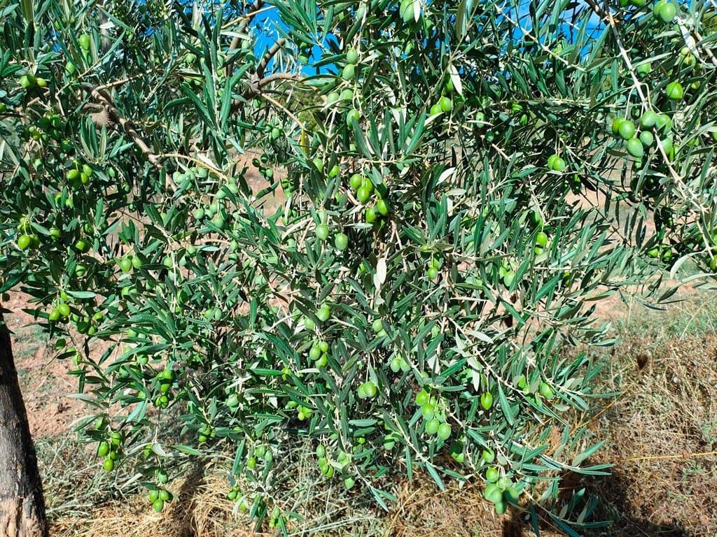 Finca/Herregård til salgs i Cretas - € 80 000 (Ref: 9150174)