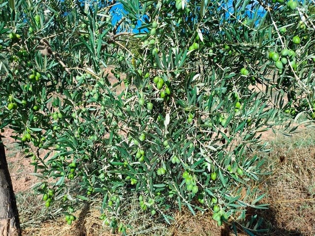 Finca/Landehus til salg i Cretas - € 80.000 (Ref: 9150174)