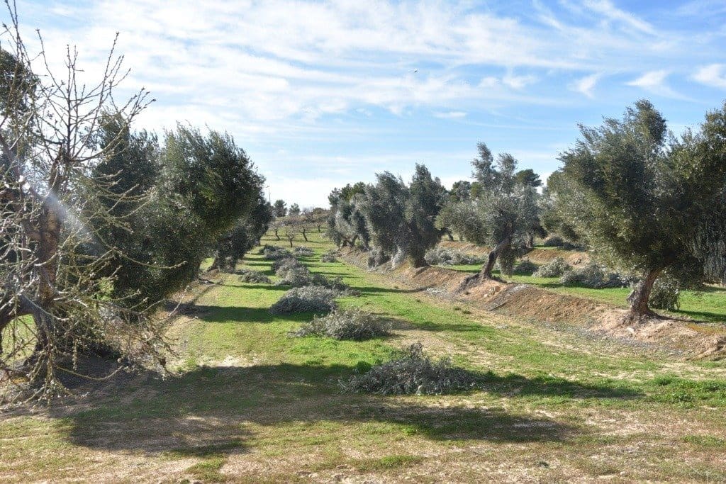 Finca/Herregård til salgs i Mazaleon - € 50 000 (Ref: 9150178)