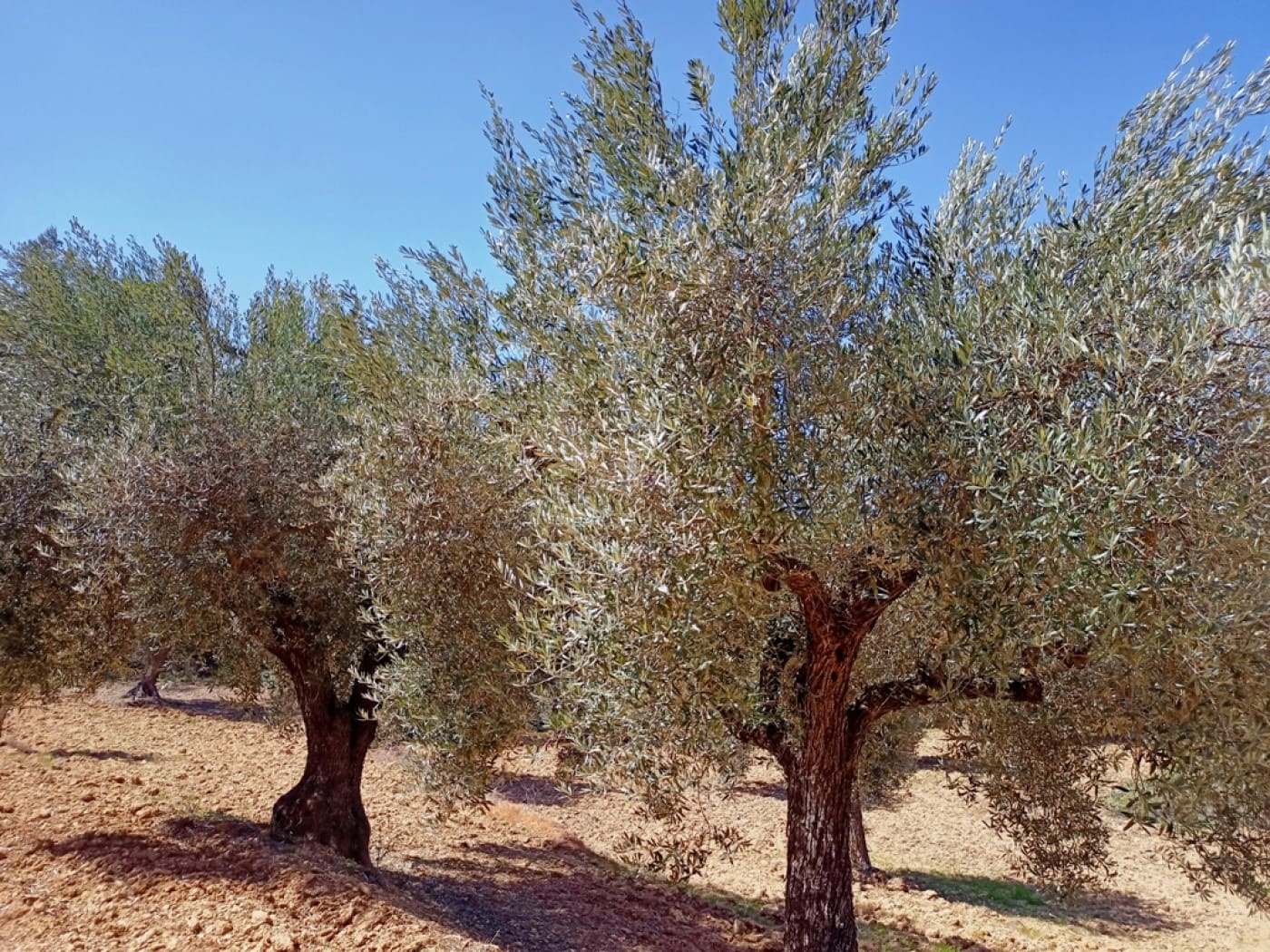 Finca/Herregård til salgs i Cretas - € 17 000 (Ref: 9150183)