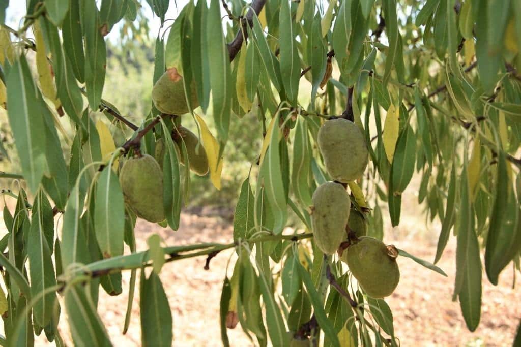 Finca/Landehus til salg i Cretas - € 31.750 (Ref: 9150217)