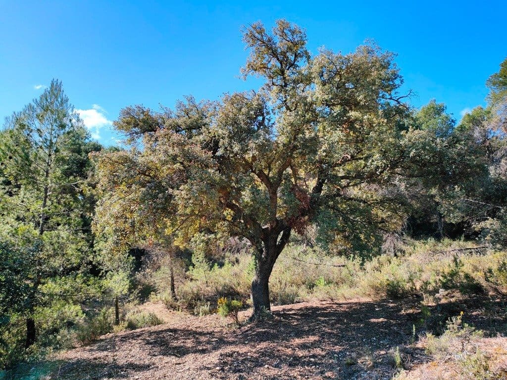 Finca/Landehus til salg i Rafales - € 70.000 (Ref: 9150219)