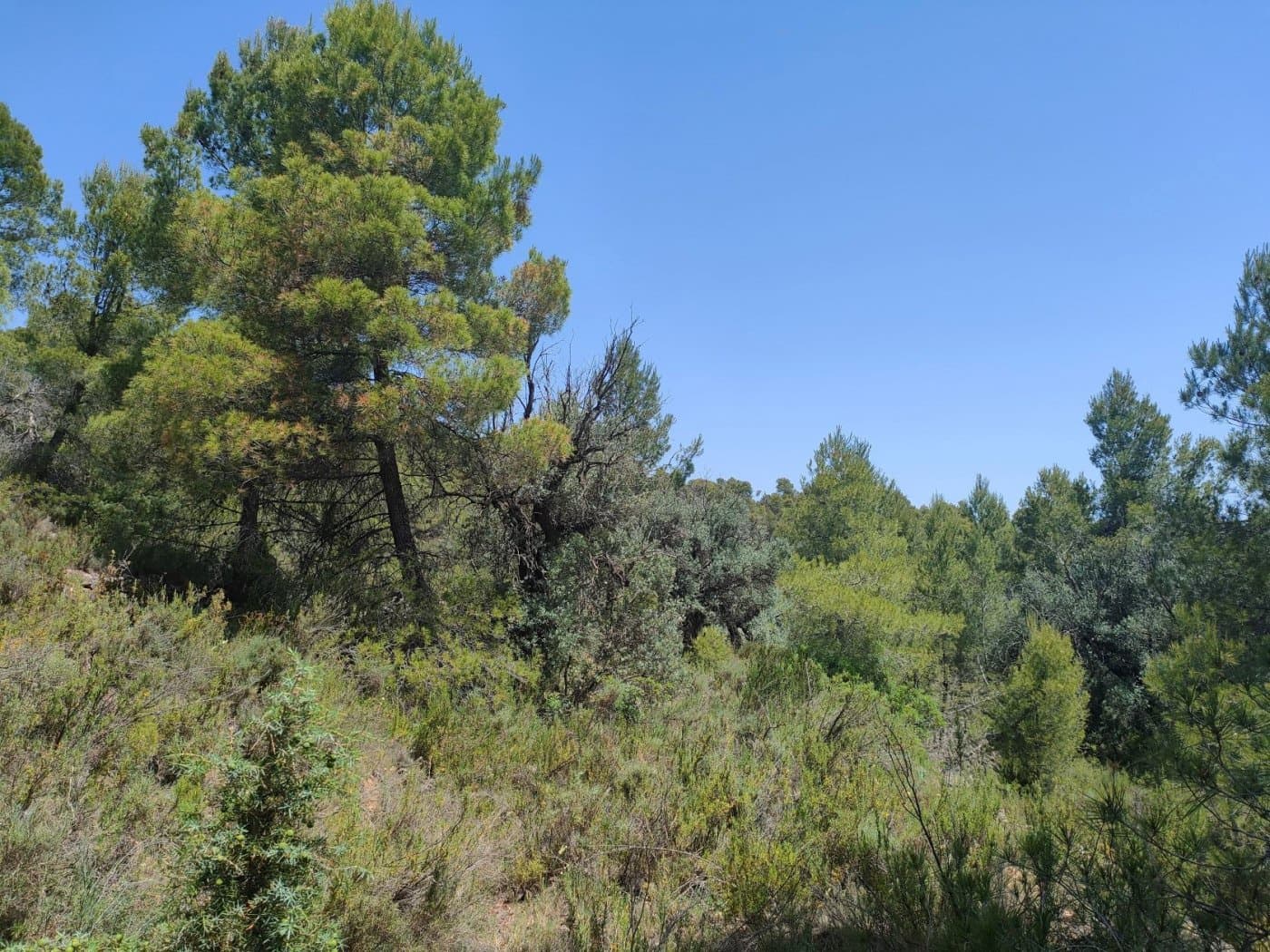 Finca/Landehus til salg i La Portellada - € 35.000 (Ref: 9150221)