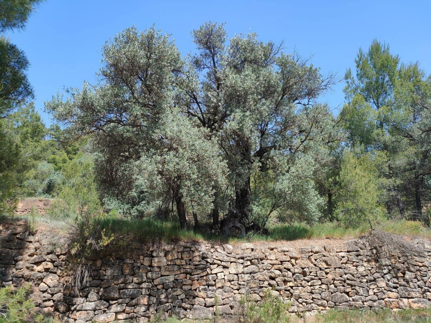 Finca/Landehus til salg i La Portellada - € 35.000 (Ref: 9150221)