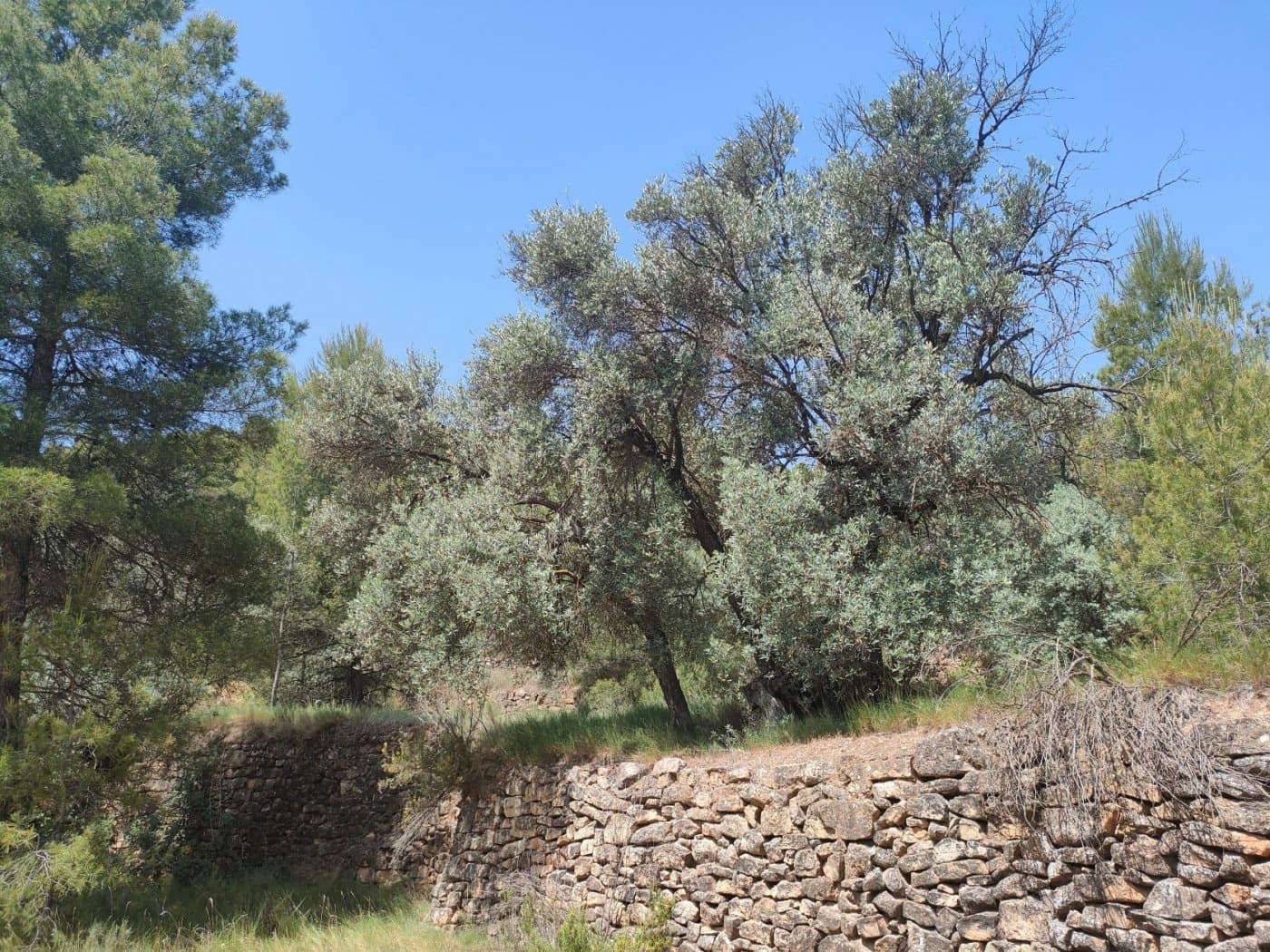 Finca/Landehus til salg i La Portellada - € 35.000 (Ref: 9150221)