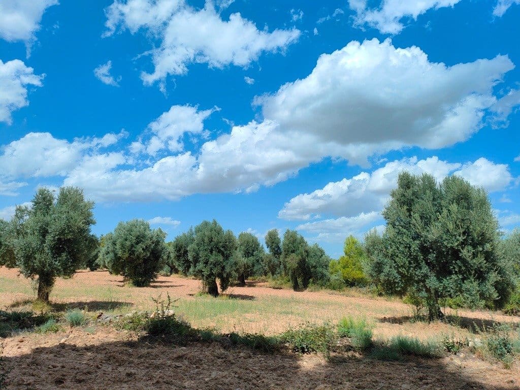 Finca/Landehus til salg i Belmonte de San Jose - € 25.000 (Ref: 9150228)